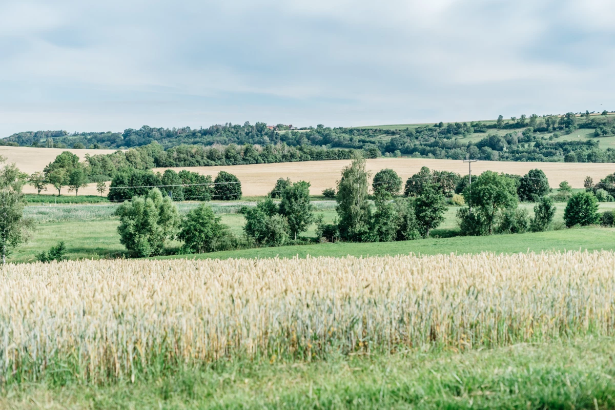 Landschaft um Neuhof an der Zenn mit grünen Feldern und bewaldeten Hügeln.